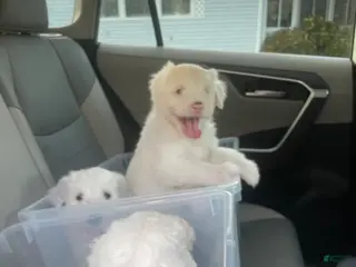 Sheepadoodle dogs Sheepadoodle Puppy 7 - Ad 2