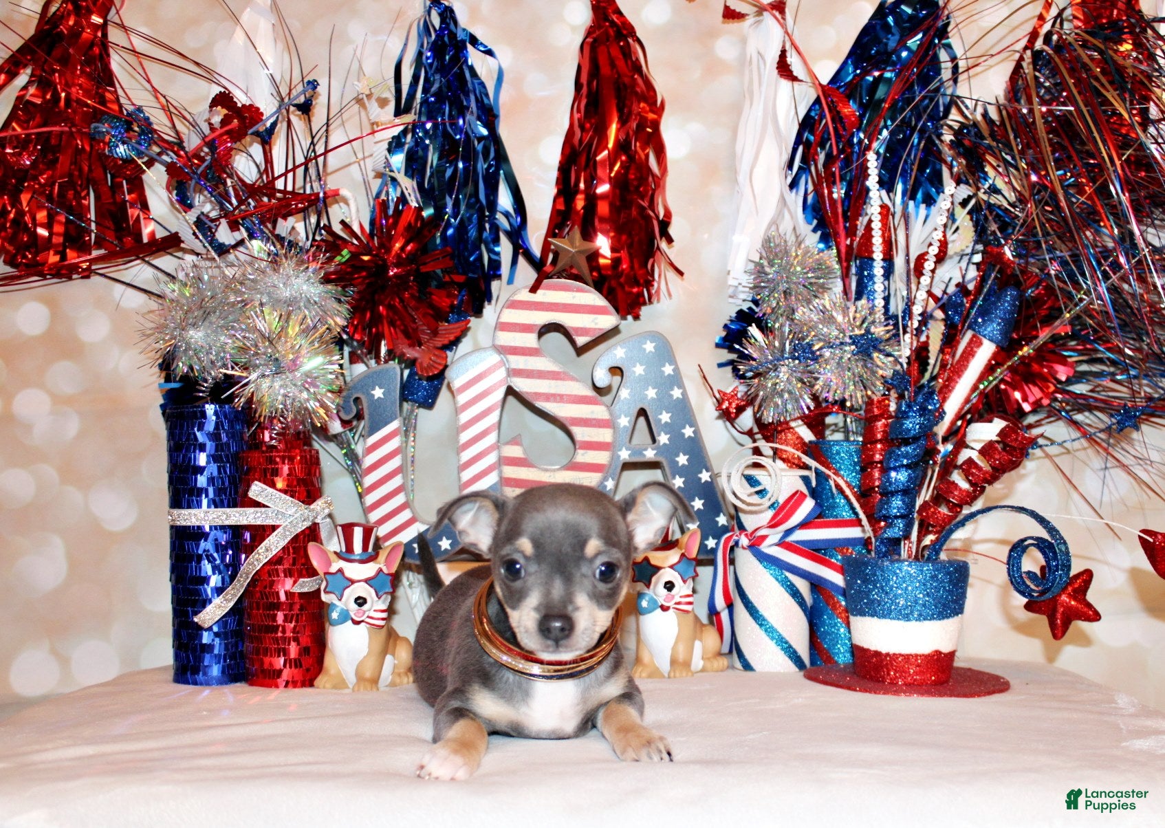 Chihuahua dogs Ysabella - Ad 2