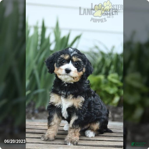 Gallery Image {{count}}