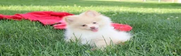 Pomeranian dogs for sale: Teddy  - Ad 5