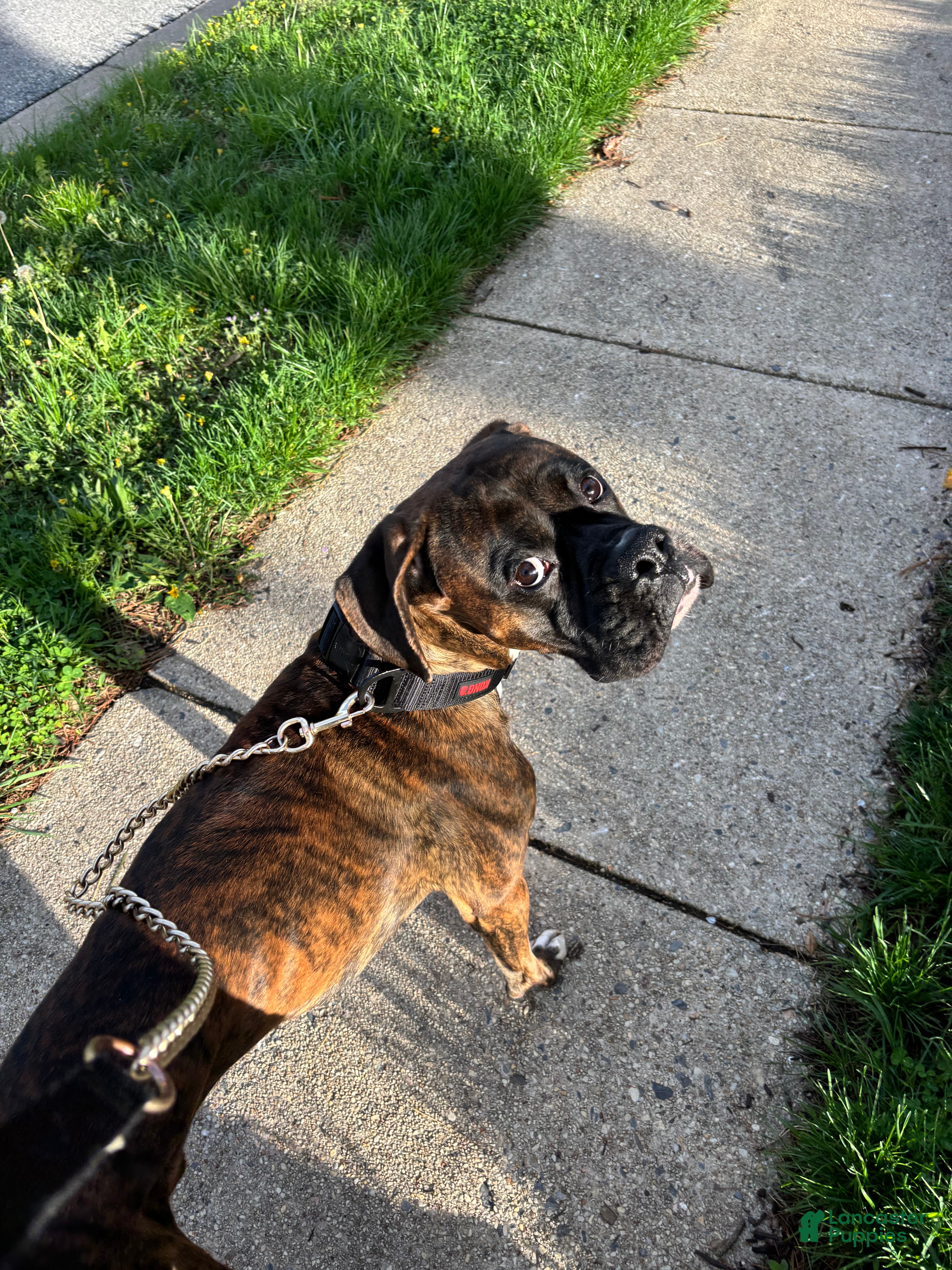 Mixed Breed dogs Echo - Ad 11