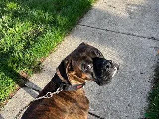 Mixed Breed dogs Echo - Ad 11