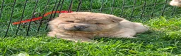 Shar Pei dogs for sale: Nacho  - Ad 4