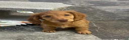 Mixed Breed dogs for sale: Frannie - Ad 1