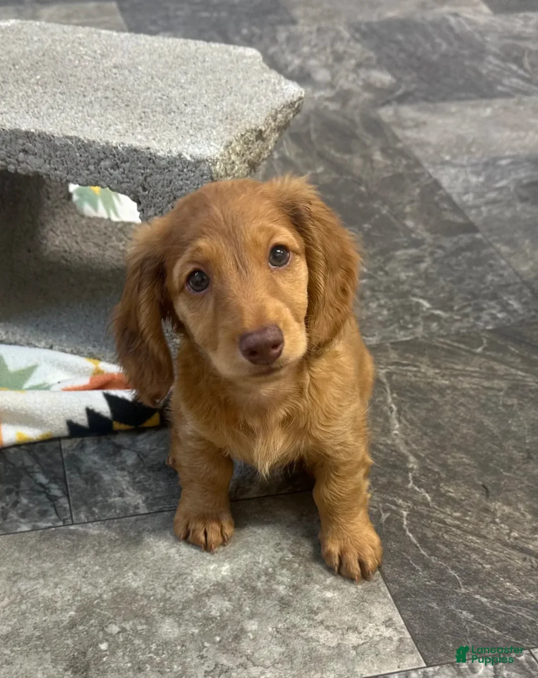 Mixed Breed dogs for sale: Frannie - Ad 1