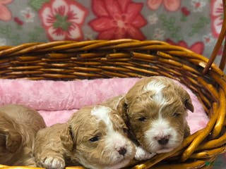 Cockapoo dogs Cockapoo Puppy 1 - Ad 4