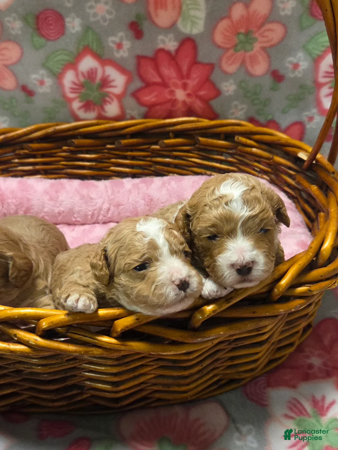 Cockapoo dogs for sale: Cockapoo Puppy 1 - Ad 1