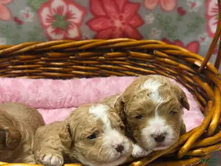 Cockapoo dogs Cockapoo Puppy 1 - Ad 4