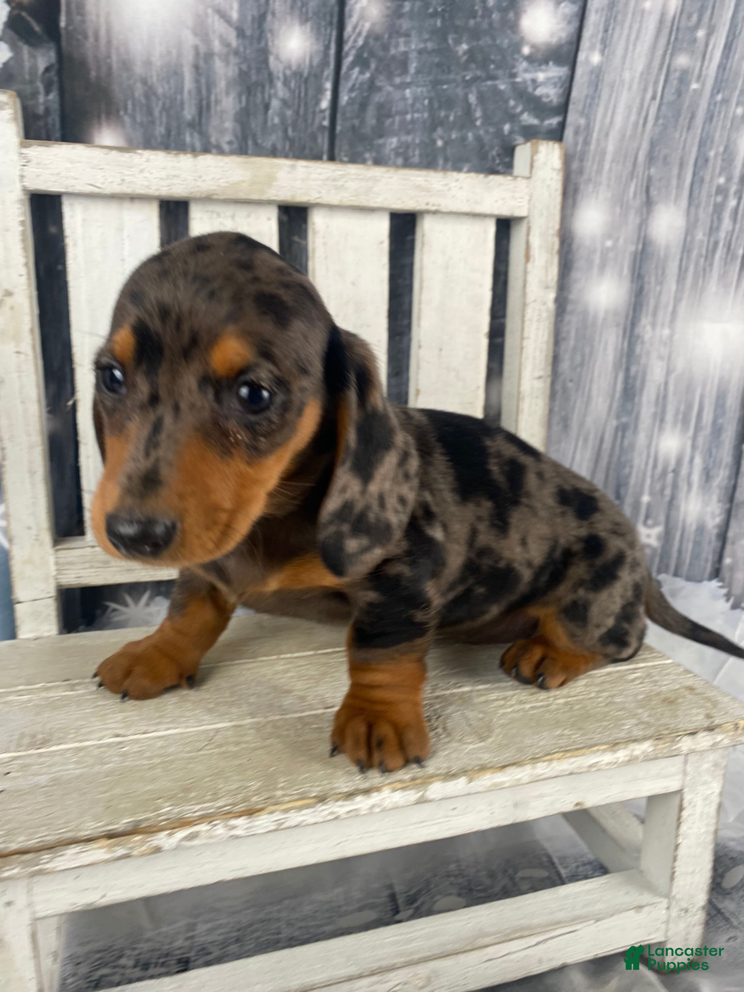 Miniature Dachshund dogs Julie - Ad 10