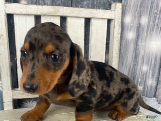 Miniature Dachshund dogs Julie - Ad 10