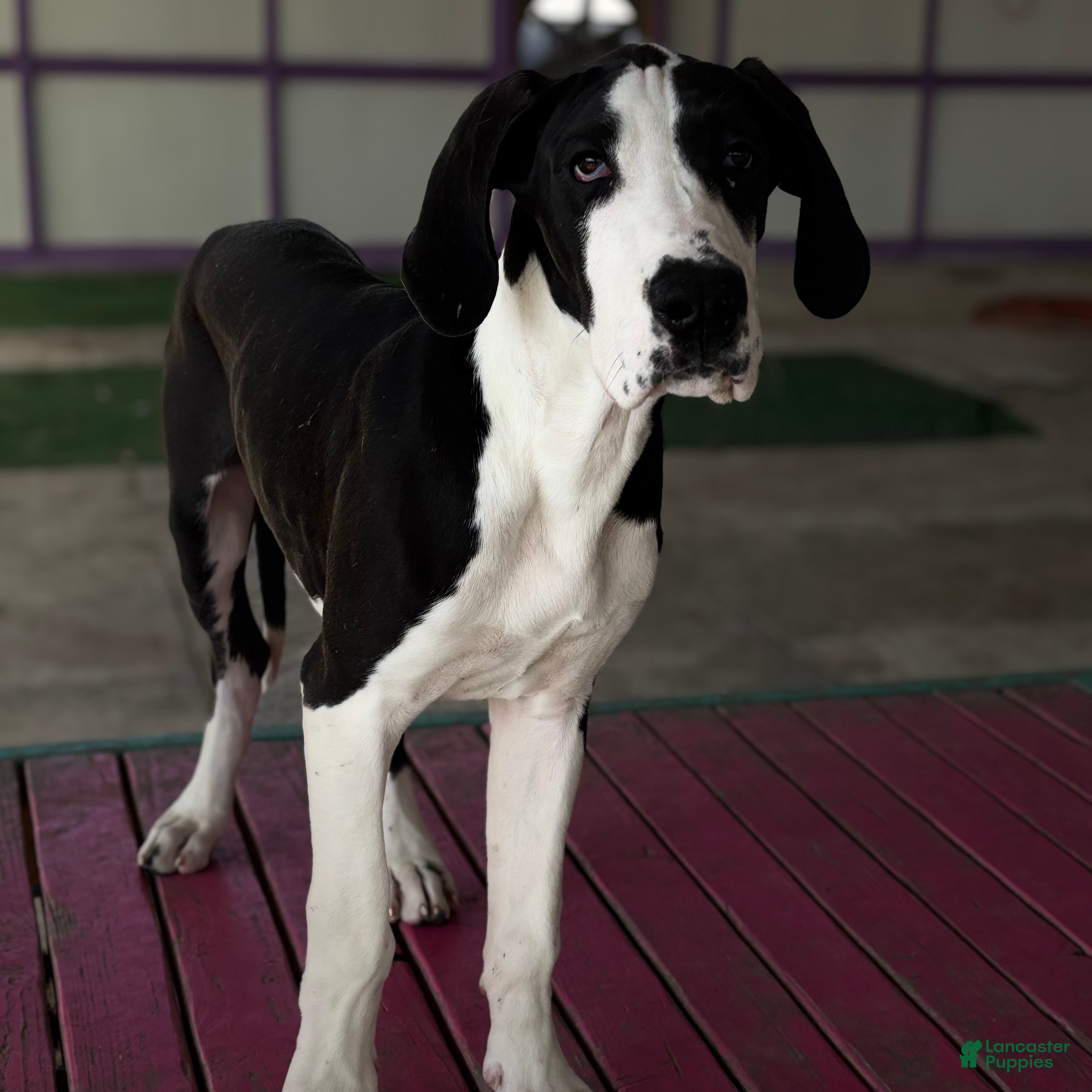 Great Dane dogs Blanche  - Ad 2