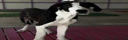 Great Dane dogs for sale: Blanche  - Ad 2