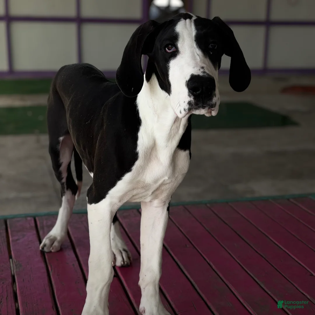 Great Dane dogs for sale: Blanche  - Ad 2