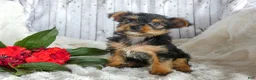 Yorkshire Terrier dogs for sale: Rory - Ad 2