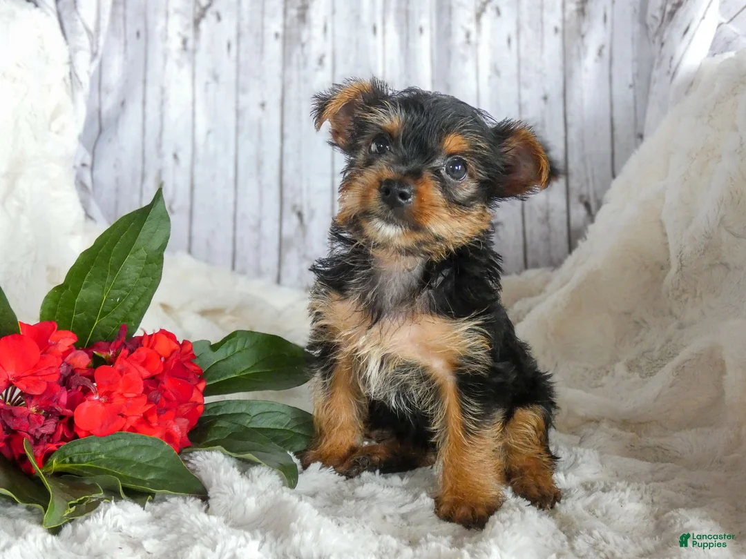 Yorkshire Terrier dogs for sale: Rory - Ad 2