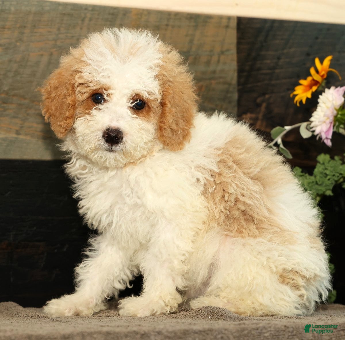 Miniature Poodle dogs Lincoln - Ad 1