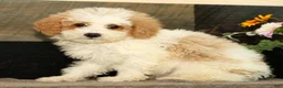 Miniature Poodle dogs for sale: Lincoln - Ad 1