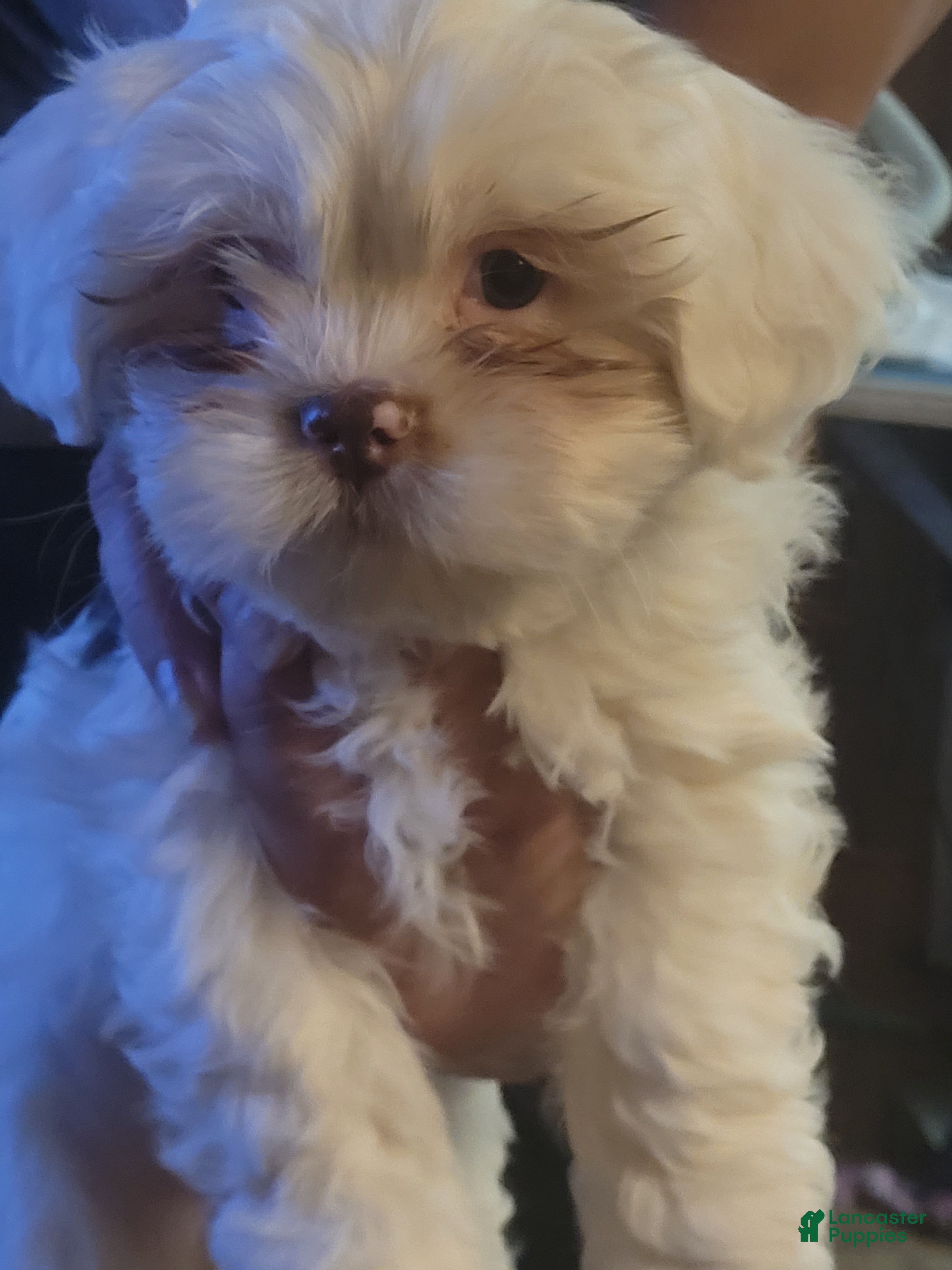 Lhasa Apso dogs Lhasa Apso Puppy 4 - Ad 28