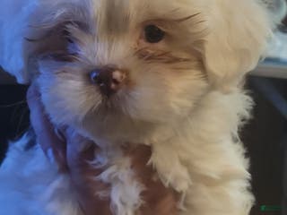 Lhasa Apso dogs Lhasa Apso Puppy 4 - Ad 26
