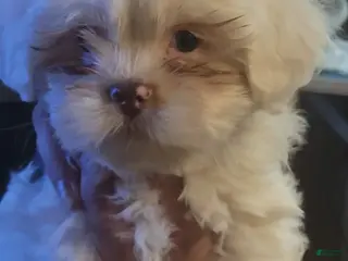 Lhasa Apso dogs Lhasa Apso Puppy 4 - Ad 13