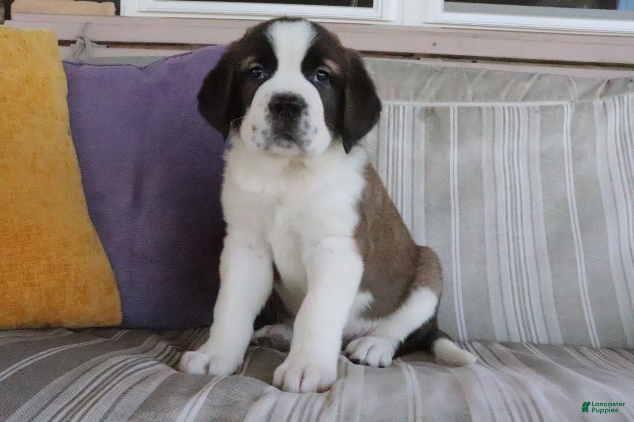 Saint Bernard dogs Maria - Ad 2