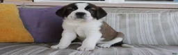Saint Bernard dogs for sale: Maria - Ad 2
