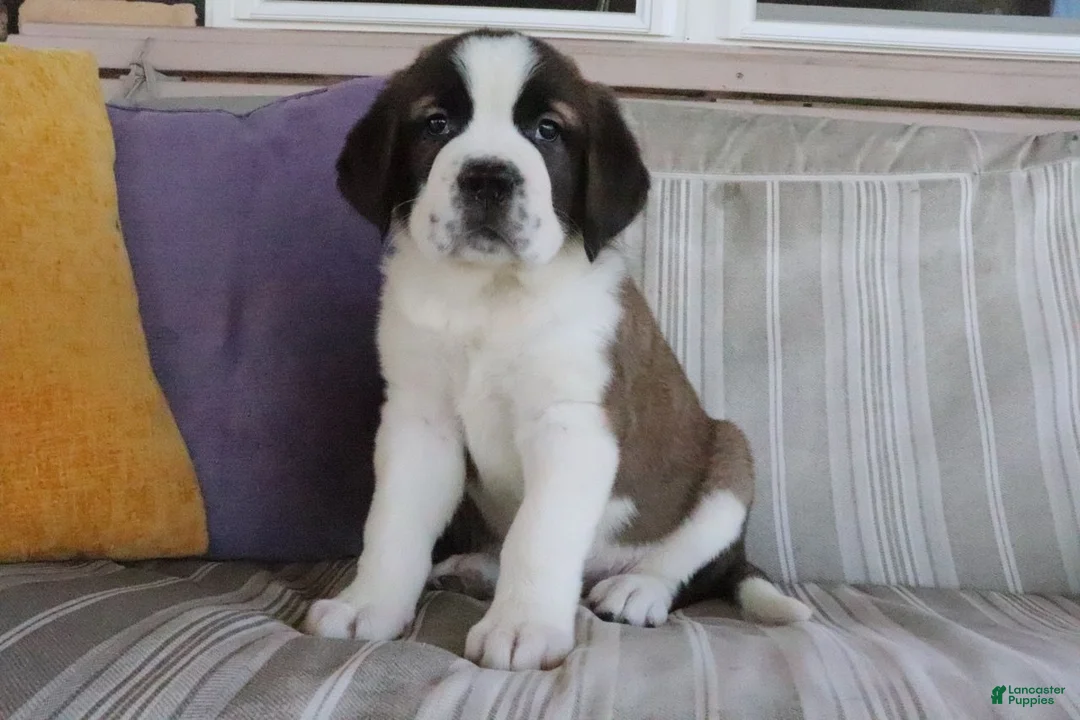 Saint Bernard dogs for sale: Maria - Ad 2