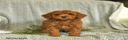 Miniature Poodle dogs for sale: Addie  - Ad 4