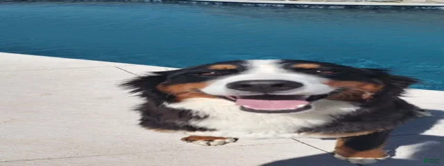 Doja
