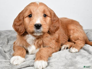 Goldendoodle dogs Amelia medium size - Ad 36