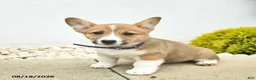 Welsh Corgi Pembroke dogs for sale: Buttercup  - Ad 4