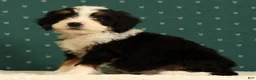Mini Bernedoodle dogs for sale: Oscar - Ad 3