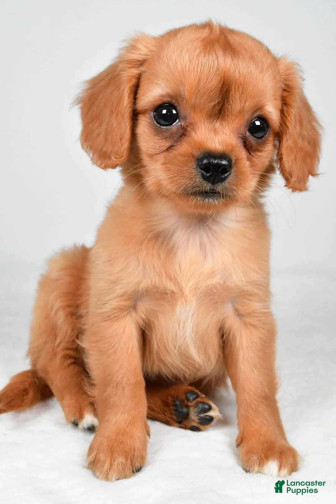 Mixed Breed dogs for sale: Brianna - Ad 2