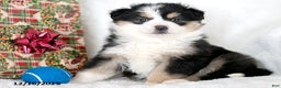 Miniature Australian Shepherd dogs for sale: Neve - Ad 2