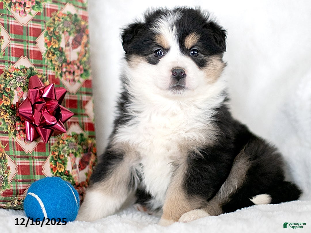 Miniature Australian Shepherd dogs for sale: Neve - Ad 2