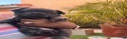 French Bulldog dogs for sale: French Bulldog 1 - Ad 14