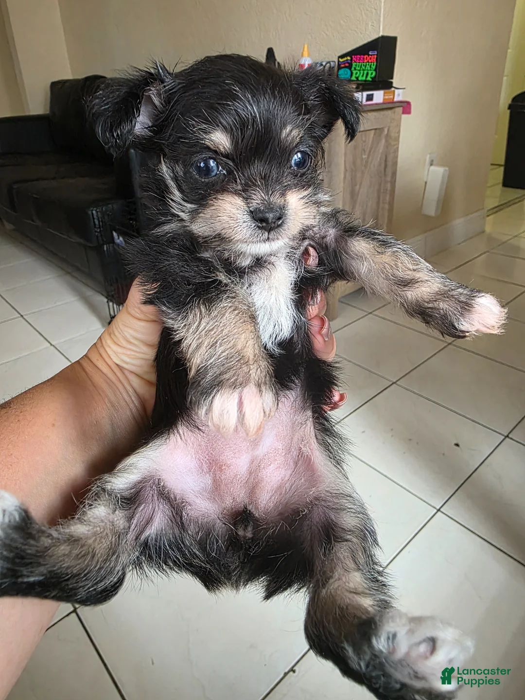 Mixed Breed dogs for sale: Mixed Breed Puppy 1 - Ad 2
