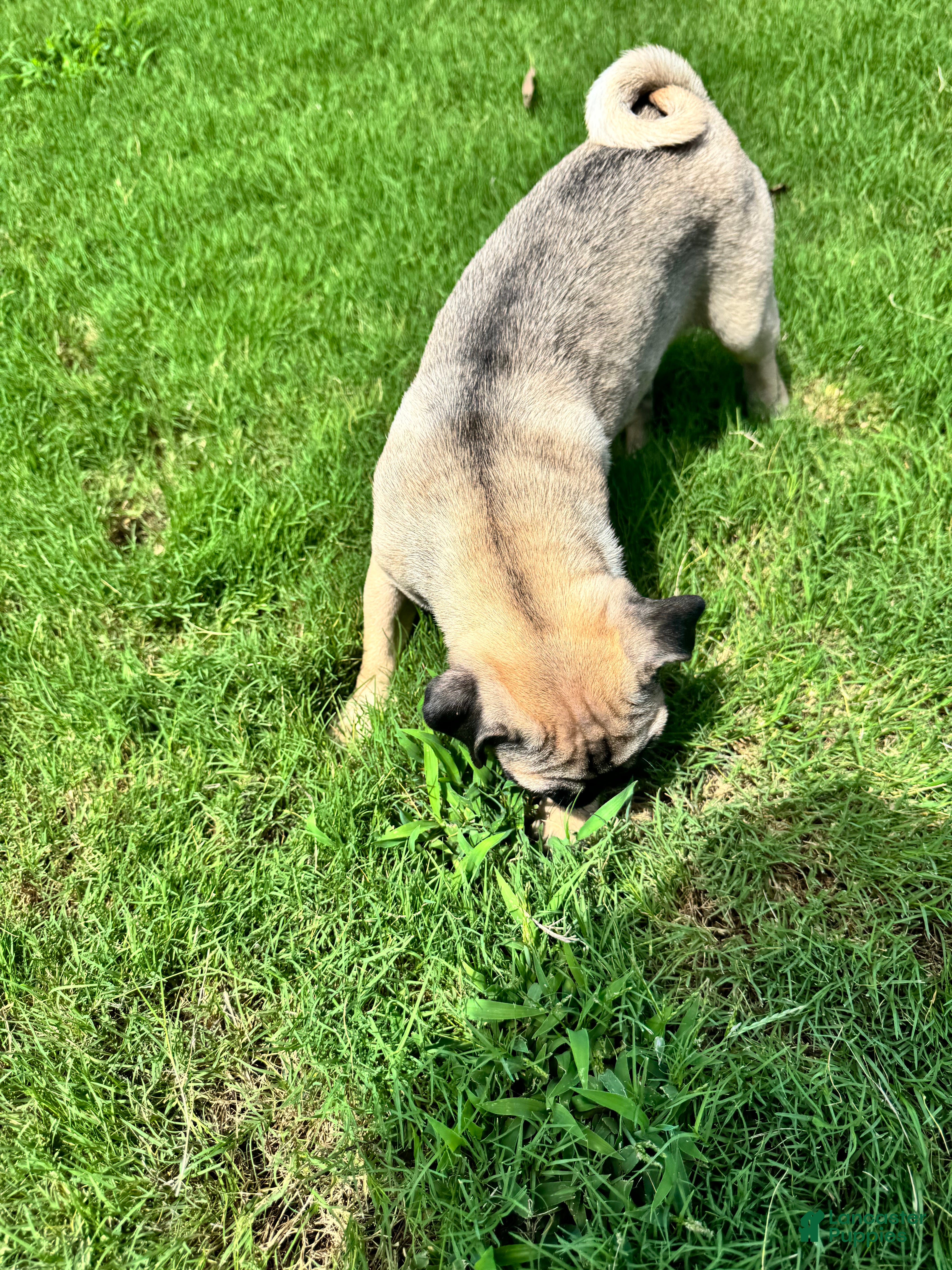 Pug dogs Bella - Ad 2