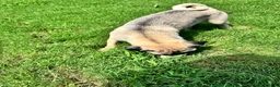 Pug dogs for sale: Bella - Ad 2