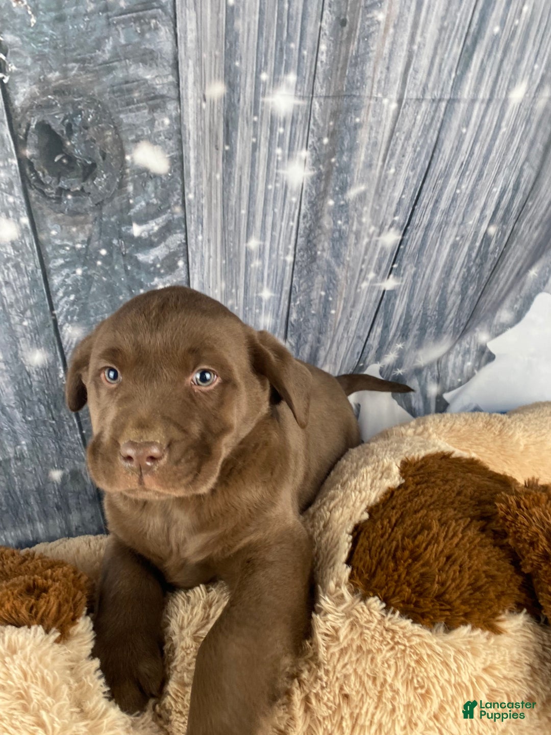Labrador Retriever dogs for sale: Ava - Ad 10