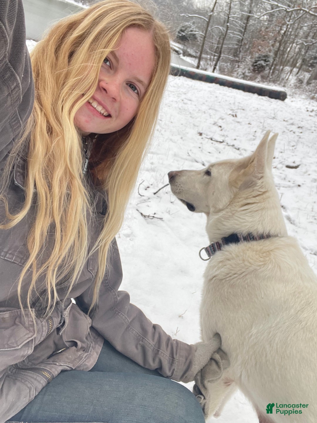 German Shepherd dogs for sale: Duke - Ad 8