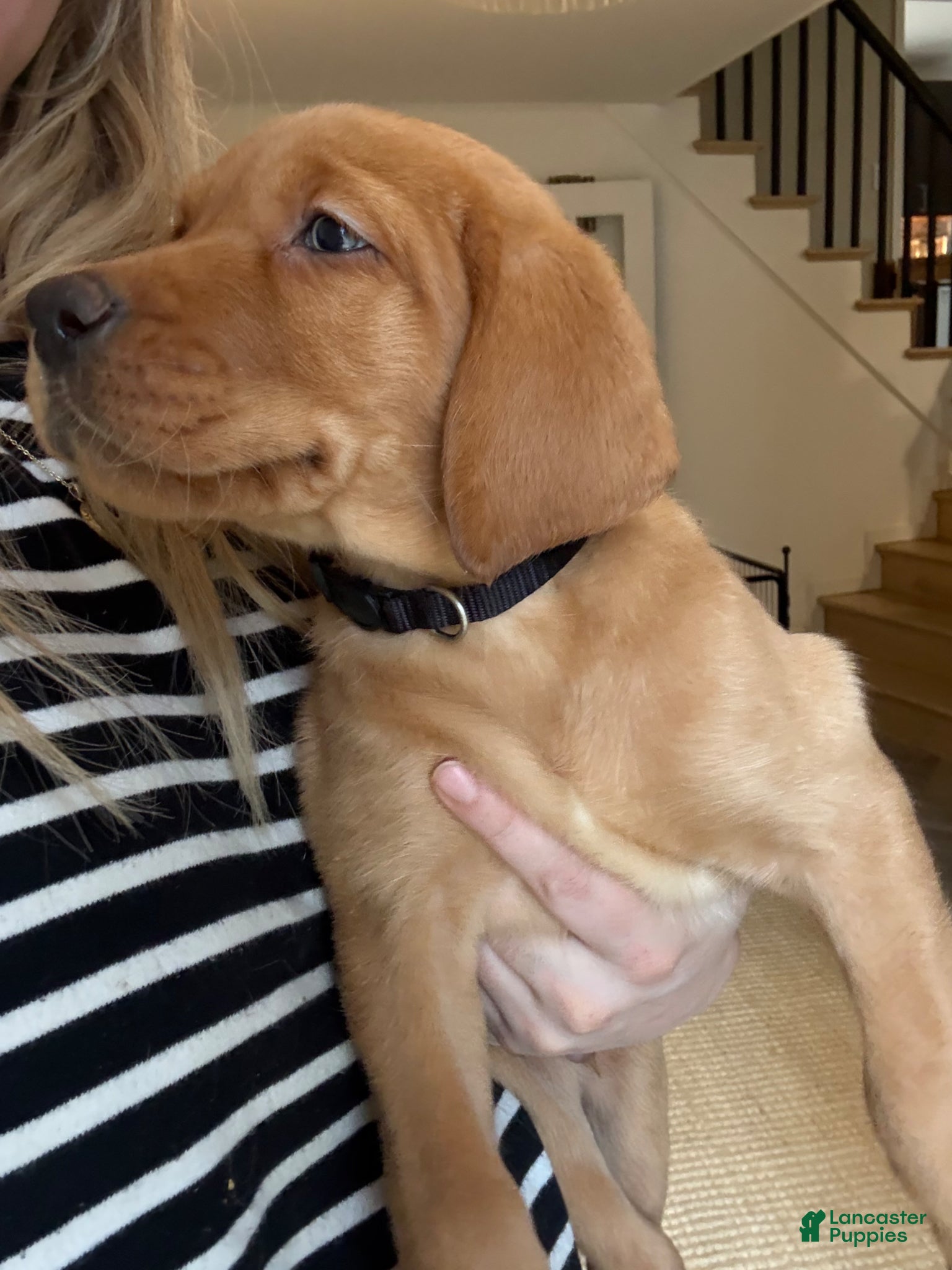 Labrador Retriever dogs Black collar male - Ad 2