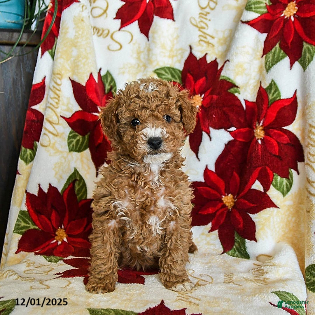 Miniature Poodle dogs for sale: Prancer - Ad 2