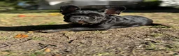 French Bulldog dogs for sale: French Bulldog 1 - Ad 7