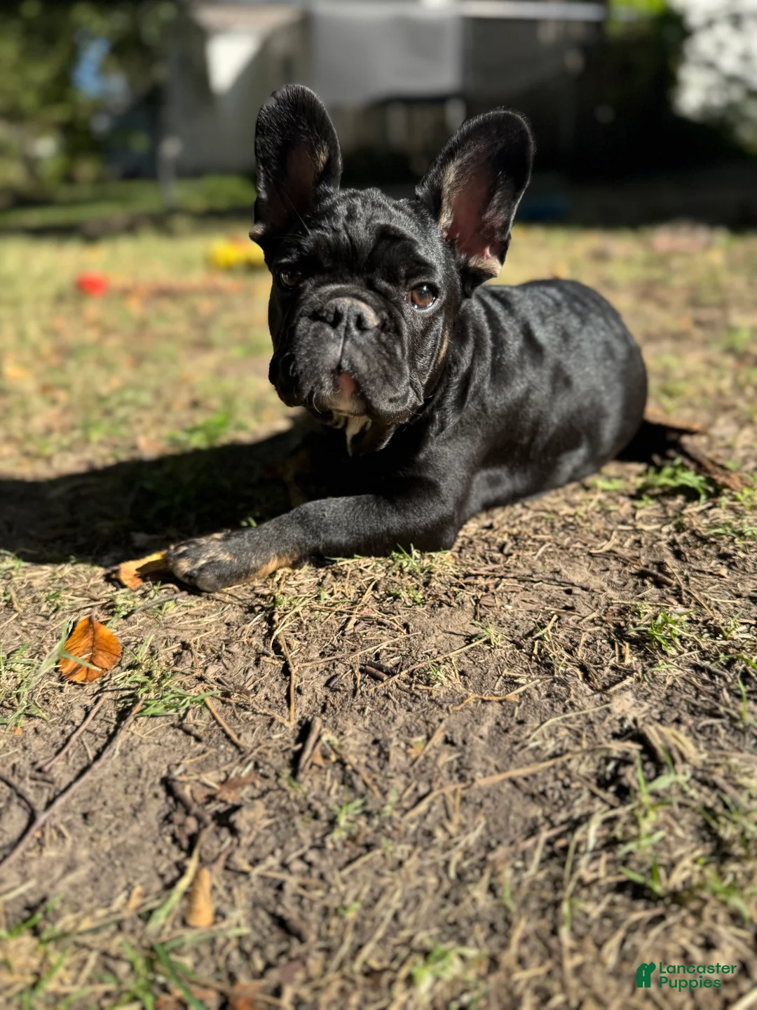French Bulldog dogs for sale: French Bulldog 1 - Ad 7