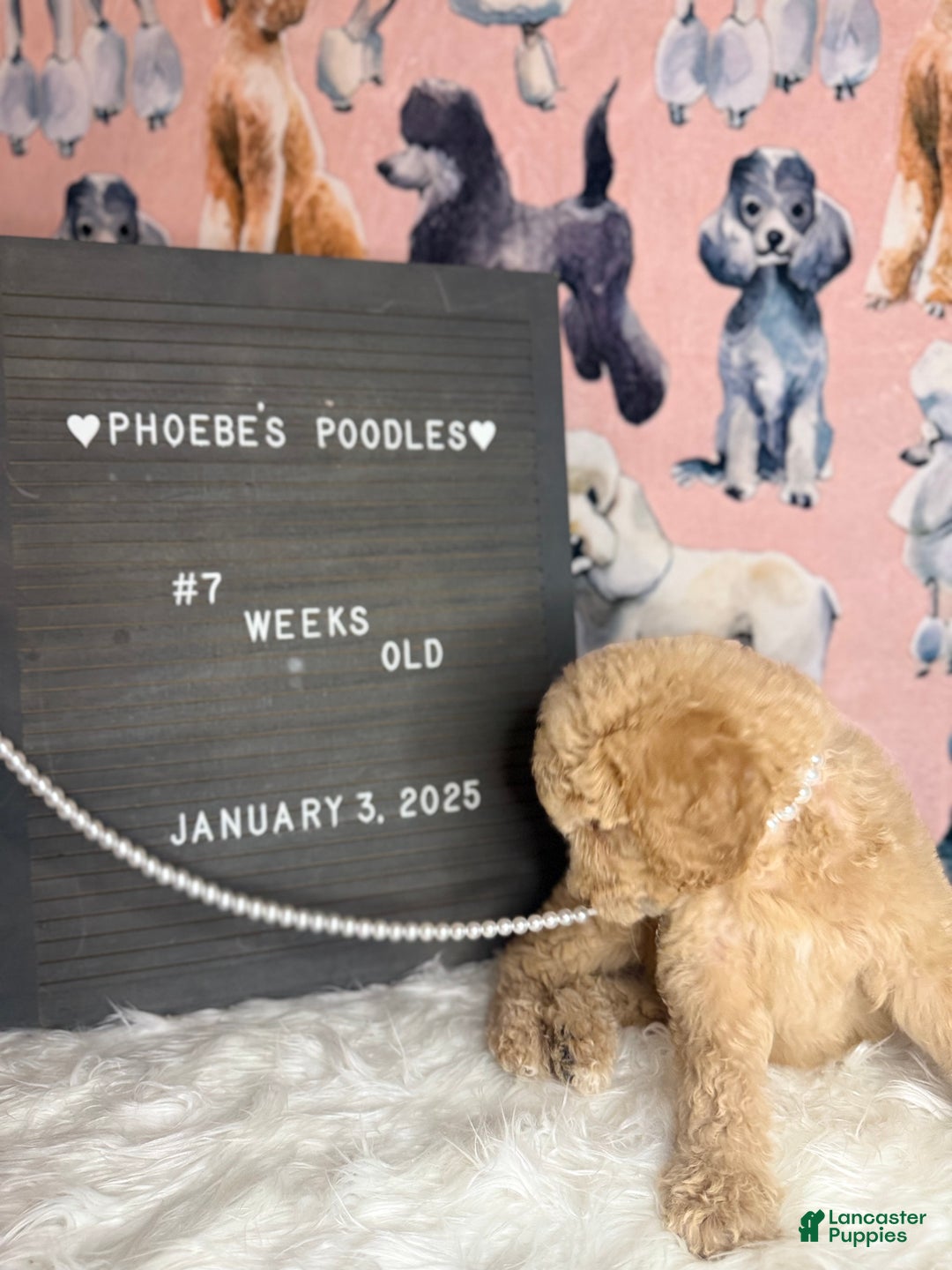 Standard Poodle dogs for sale: Standard Poodle Puppy 6 - Ad 2