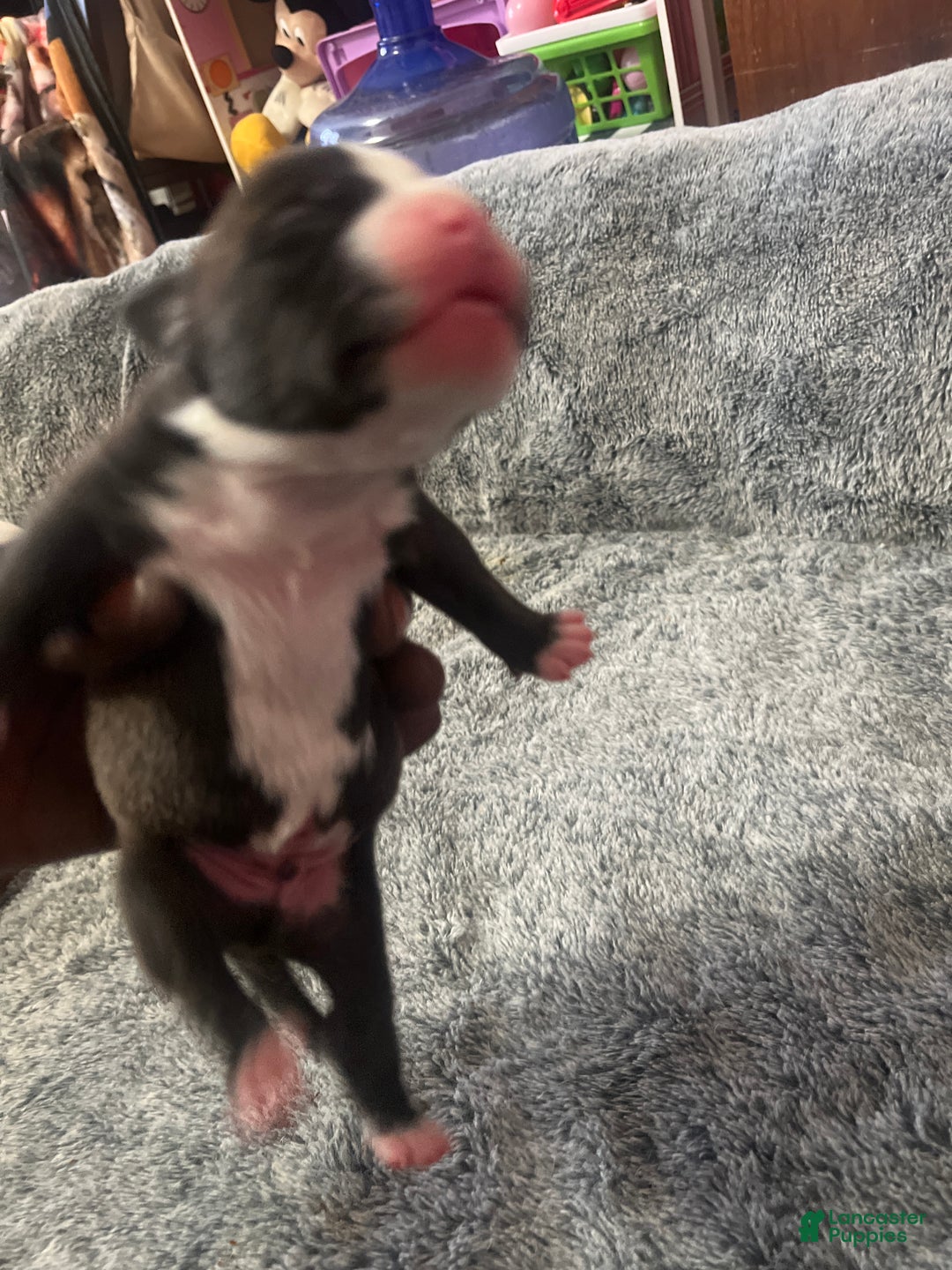 American Bully dogs for sale: American Bully Puppy 4 - Ad 3