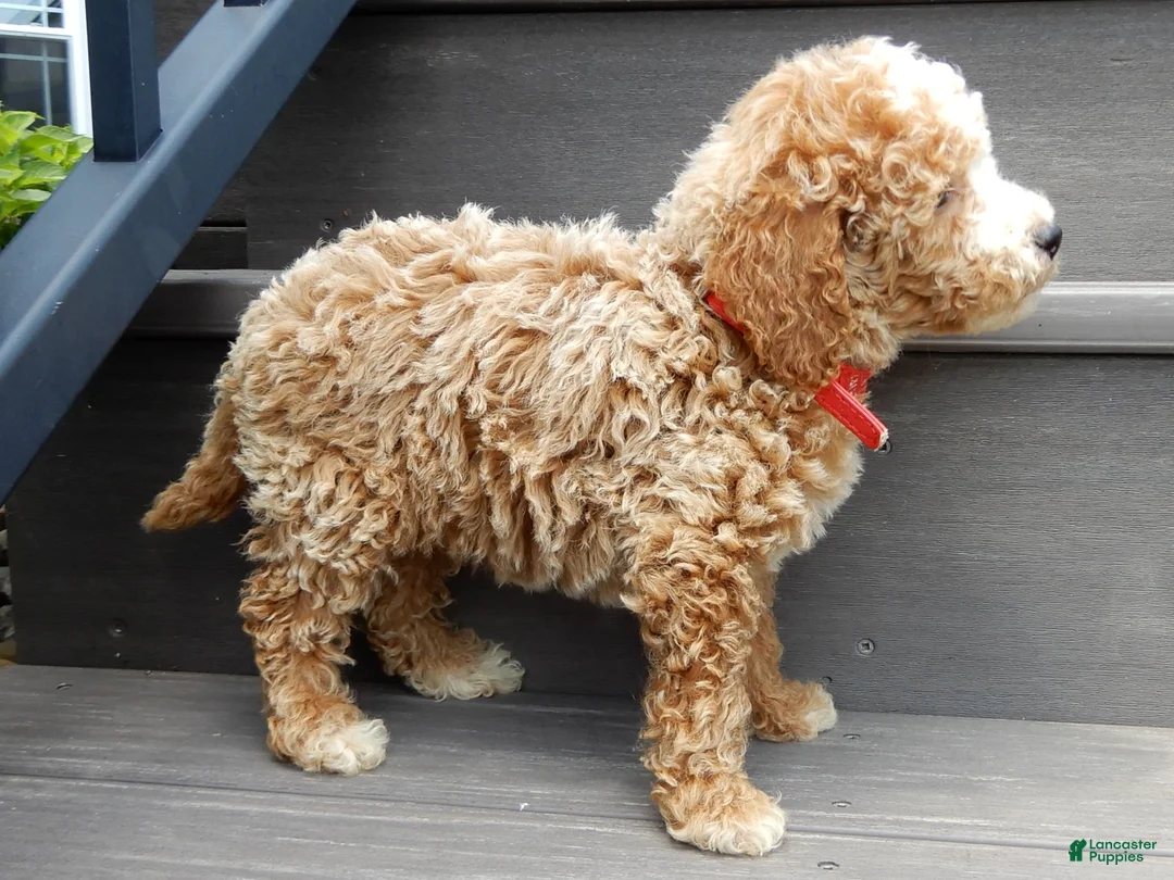 Mini Goldendoodle dogs for sale: Brody - Ad 2