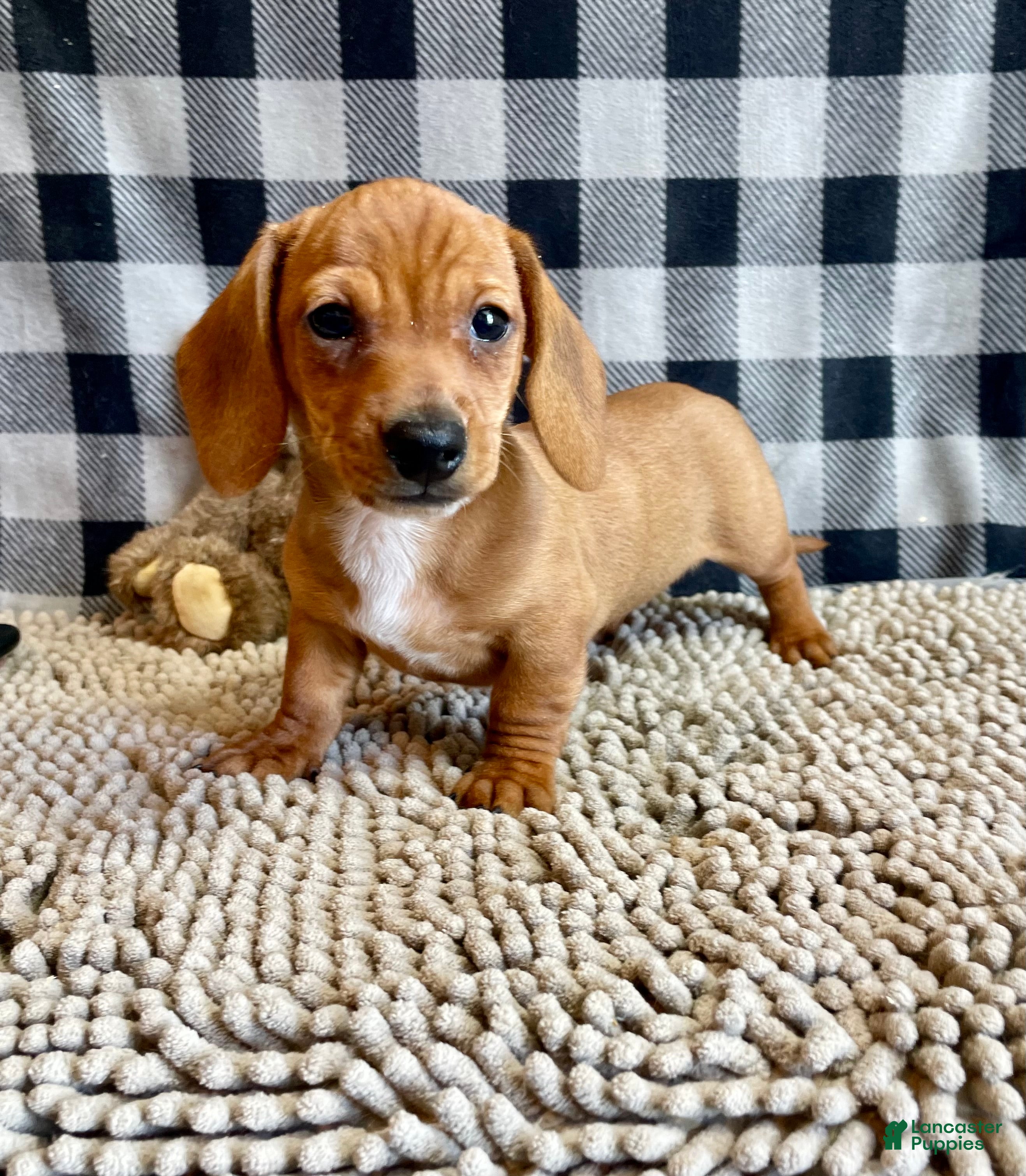 Miniature Dachshund dogs Buster - Ad 15