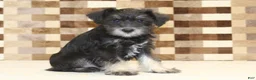 Miniature Schnauzer dogs for sale: Tony - Ad 4